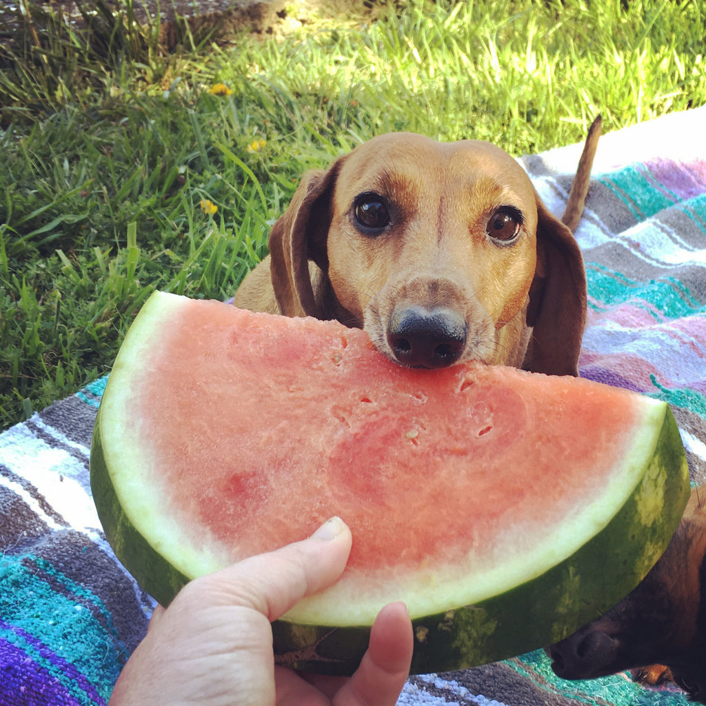 Welk fruit mogen honden eten