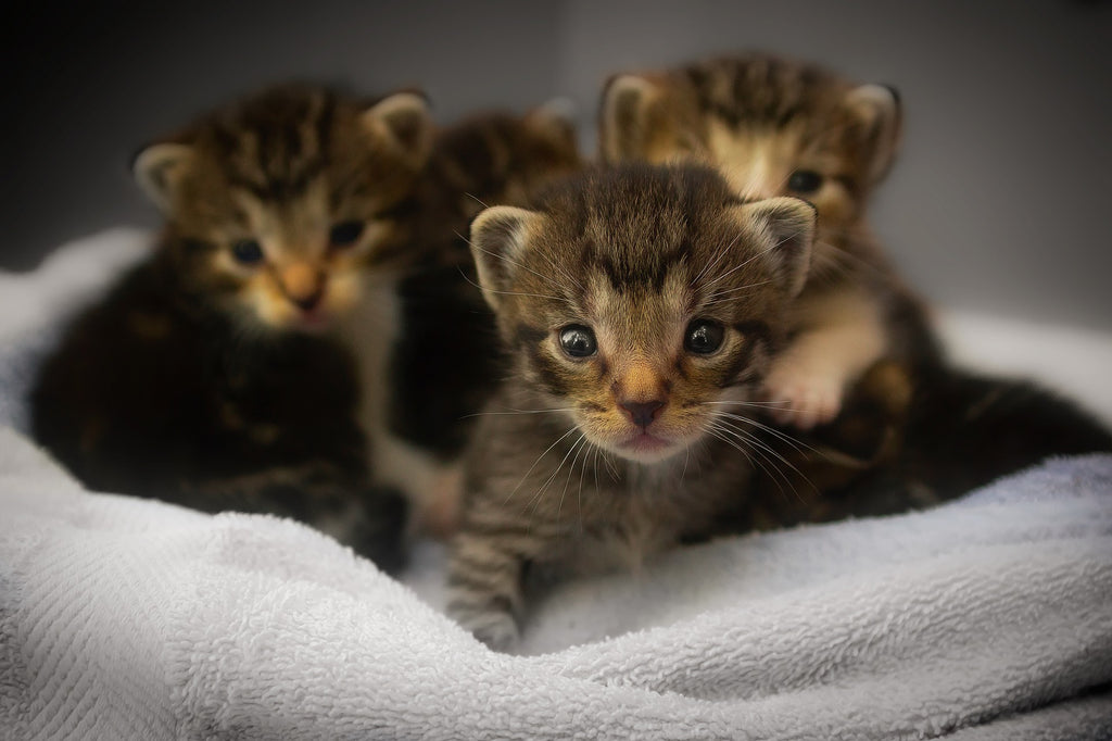 Voeding voor babykatten