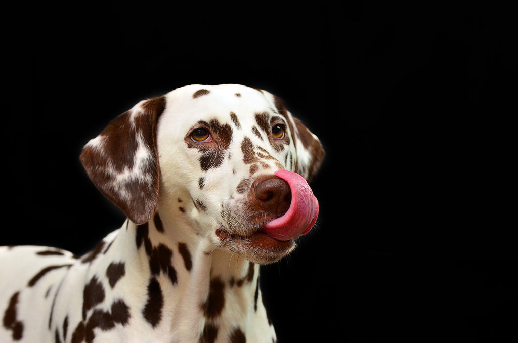 Voordelen van natvoer voor honden