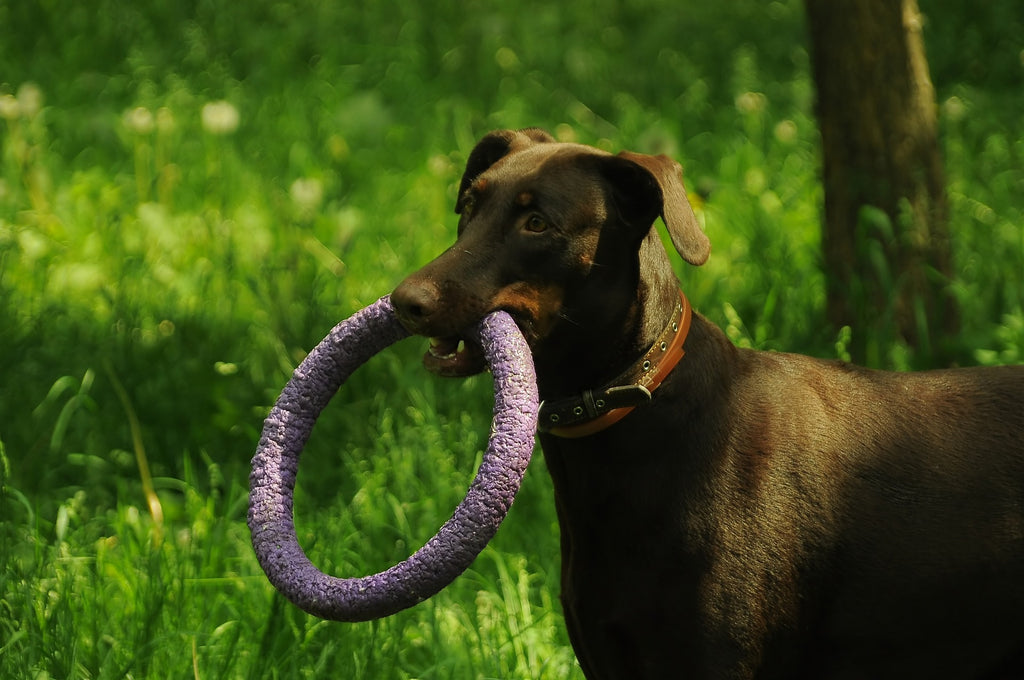 Zelfgemaakte spelletjes die de geest van je hond stimuleren