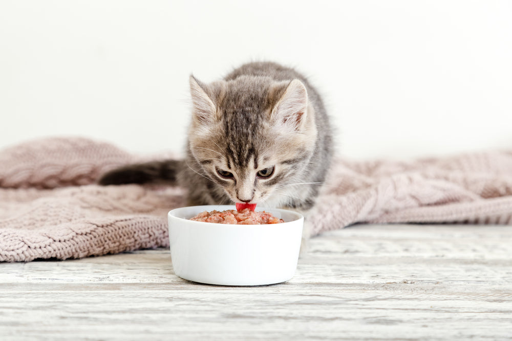 Voordelen van natvoer voor katten