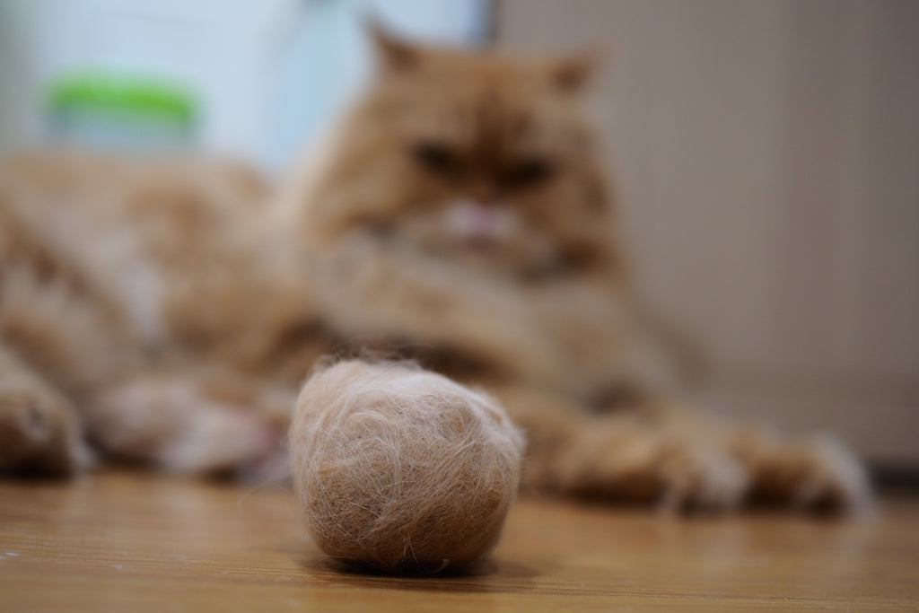 Alles over haarballen bij katten