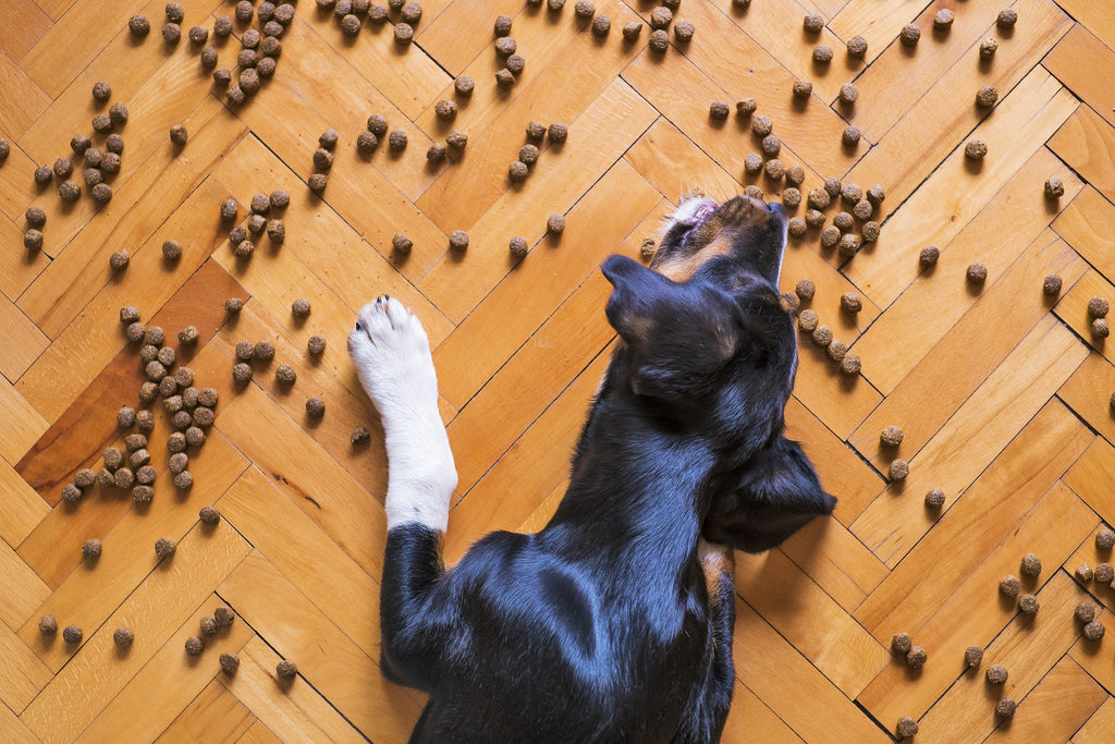 Hoe werkt het spijsverteringsstelsel van honden?