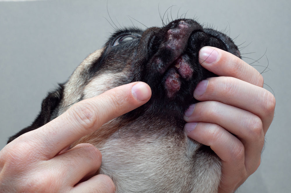 Behandeling van dermatitis bij honden