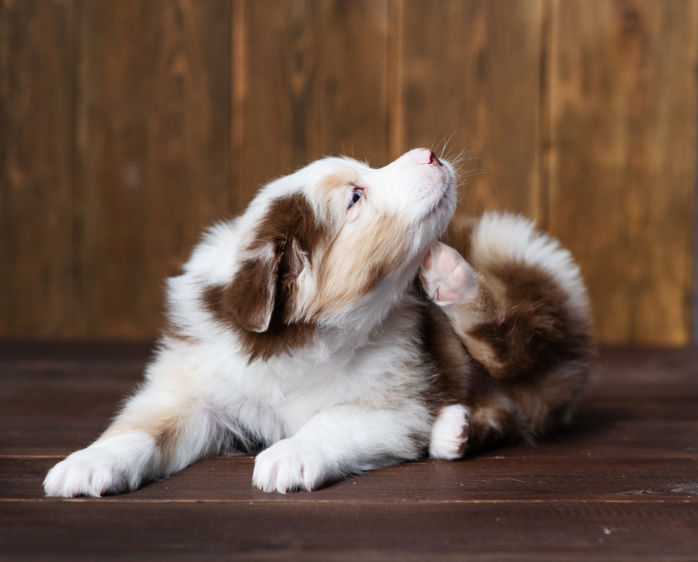 Hoe verwijder ik teken en vlooien bij honden