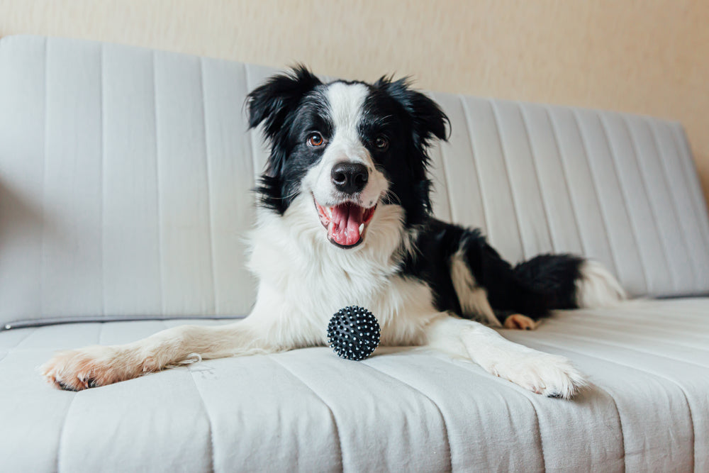 Hoe voed ik een Border Collie op