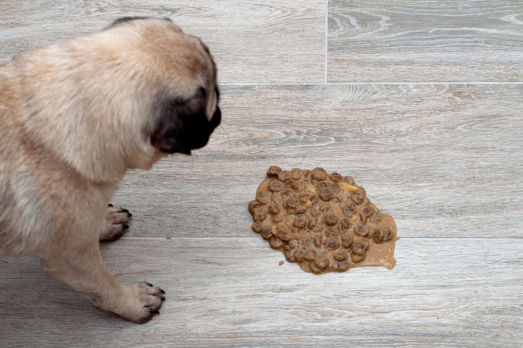 Waarom heeft mijn hond onverteerd voedsel uitgebraakt?