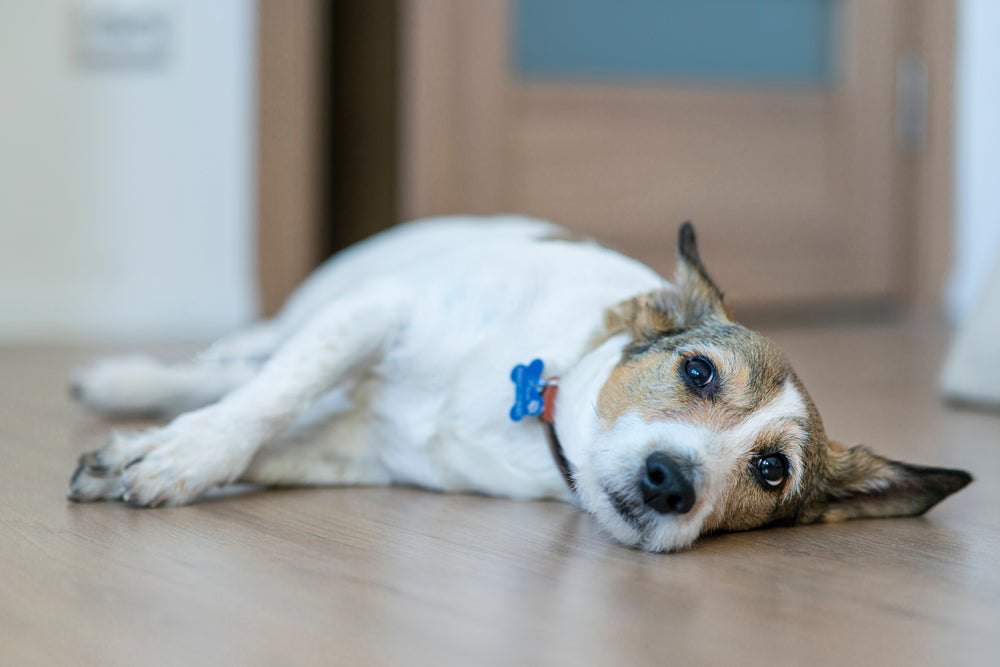 Wat is de beste voeding voor honden met urinestenen?