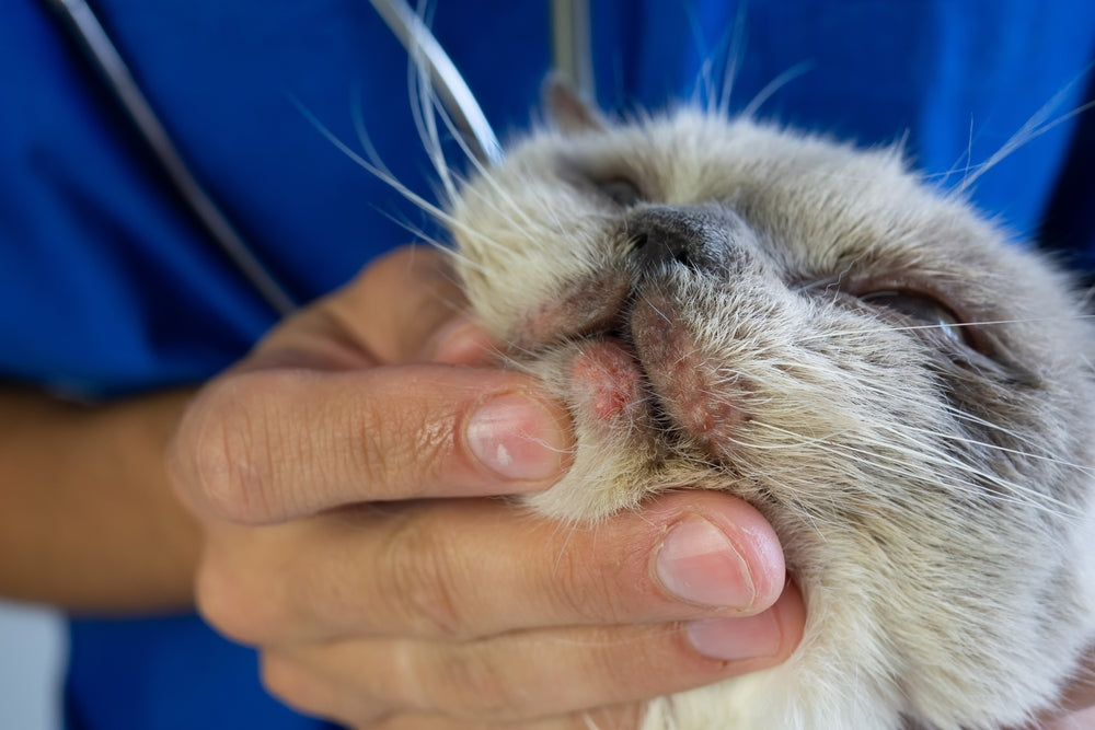 De 5 meest voorkomende huidziekten bij katten