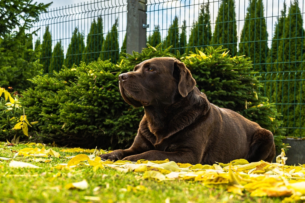 Wat is de beste voeding voor honden met nierfalen?