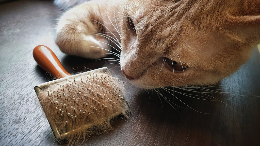 Hoe voorkom je haaruitval bij katten