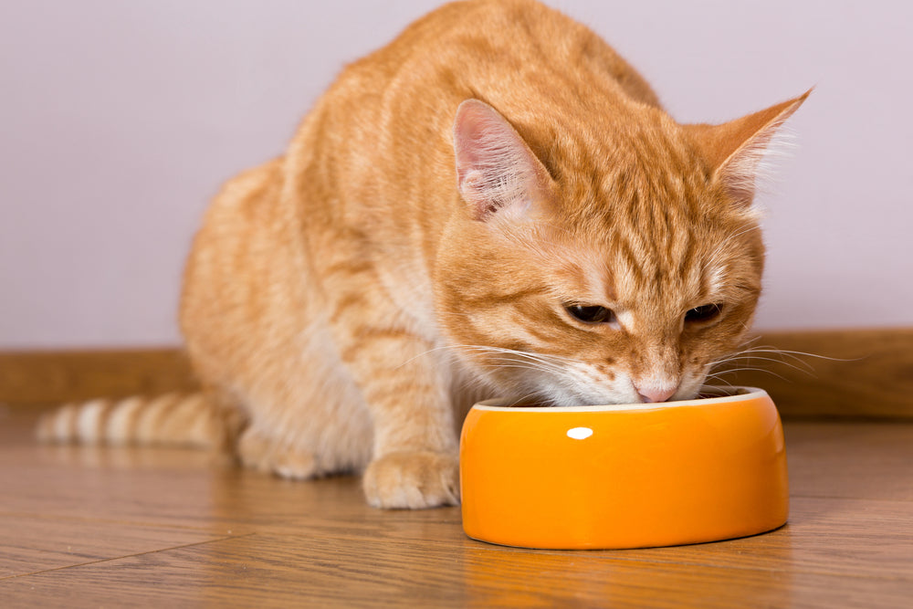 Ontdek de voordelen van graanvrij kattenvoer