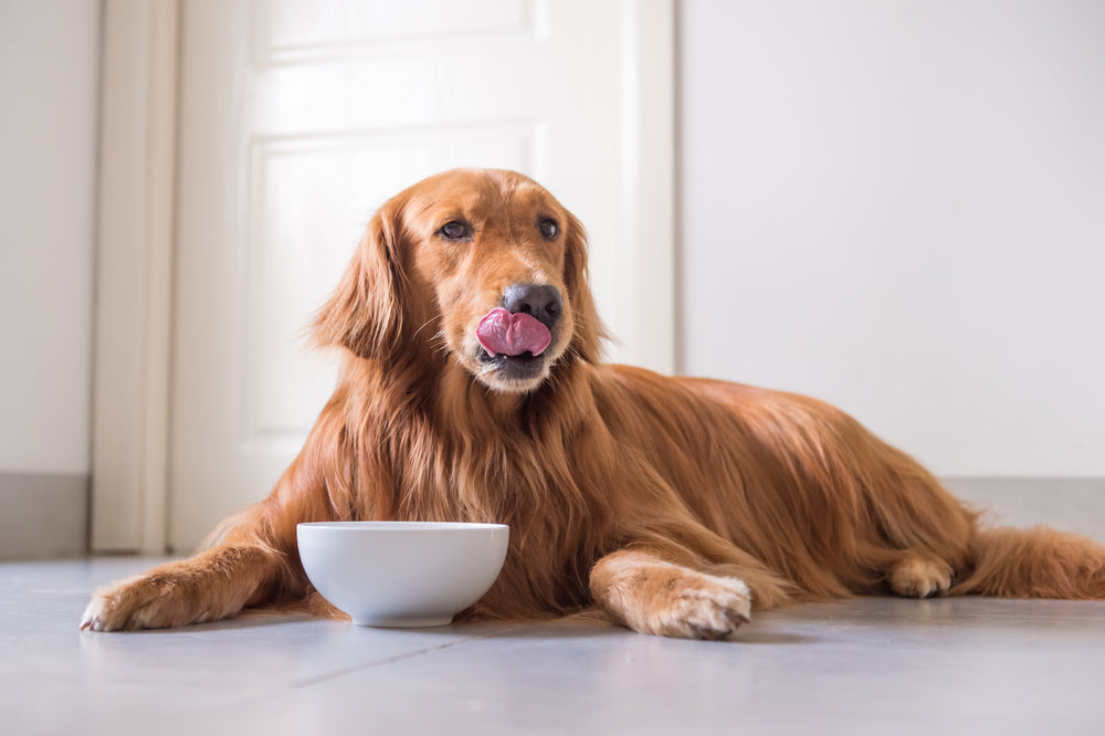 Mijn hond heeft een gebrek aan eetlust: oorzaken en oplossingen