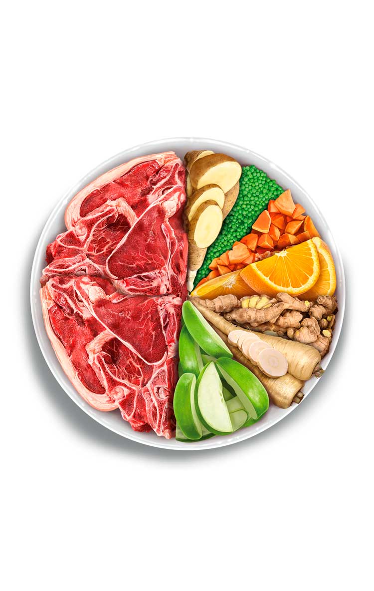 Adult exigent - Iberian Pork - Vers Iberisch Varken